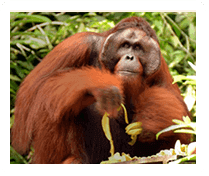 Semenggoh Wildlife Centre