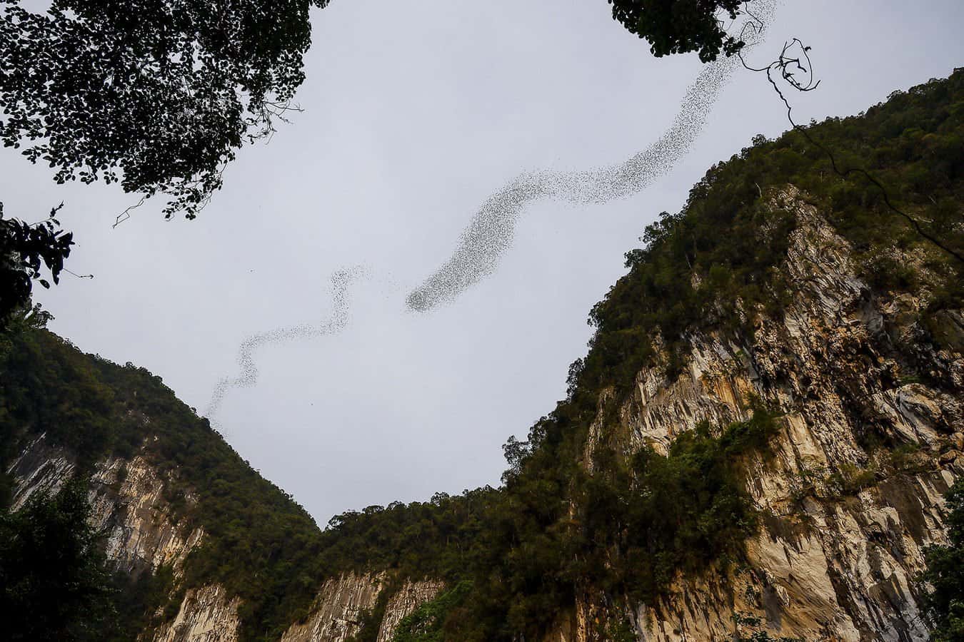 Deer Cave – Bats Observatory, Mulu National Park